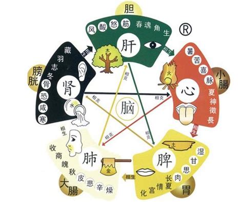 金木水火土 器官|保健知識｜中醫五行學說，對應人體器官